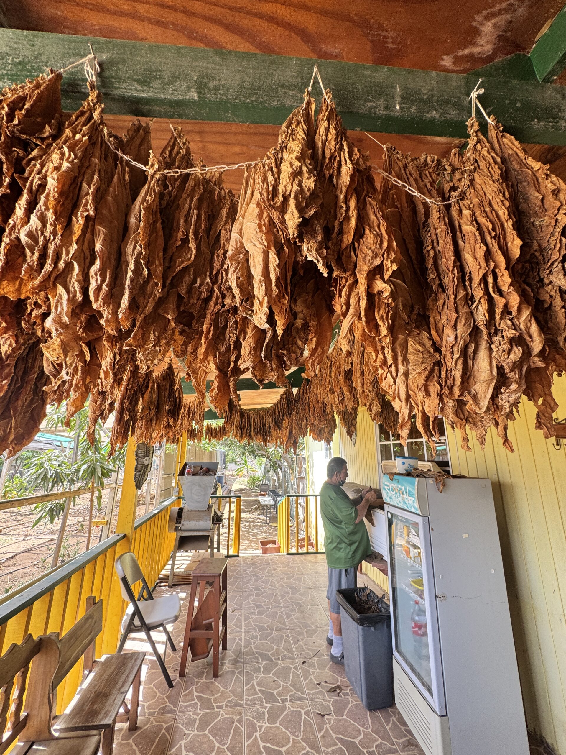 Tobacco leaves drying at Aruhiba Cigar Factory in Aruba